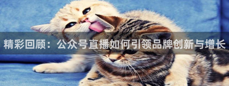 360直播足球直播雨燕相关：精彩回顾：公众号直播如何引领品牌创新与增长